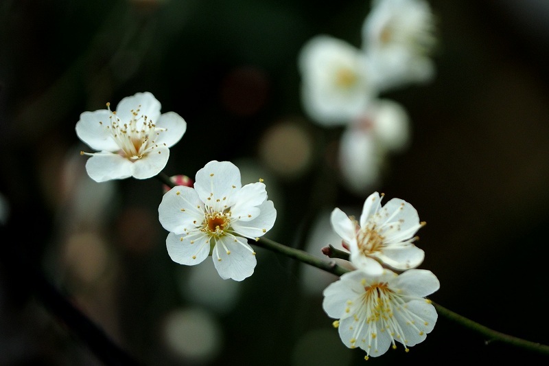 向島百花園の白梅_e0348392_18020015.jpg