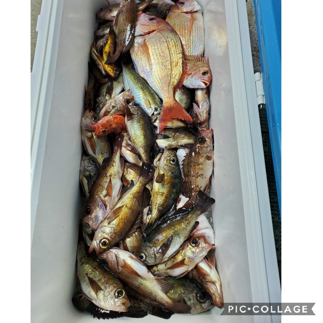 1月25日サビキ釣り 桑田観光 第三神力丸 桑田慎太郎 090 1010 9491 1月25日サビキ釣り 桑田観光 第三神力丸 桑田慎太郎 090 1010 9491