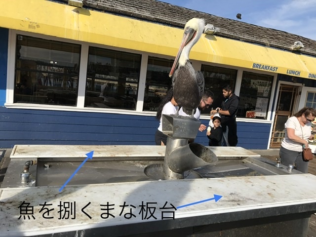 銅像のようなペリカン_b0365715_11291679.jpeg