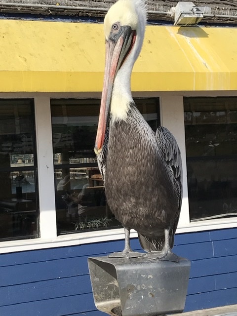 銅像のようなペリカン_b0365715_11294297.jpeg