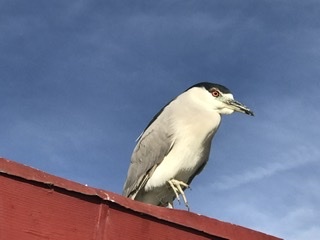 銅像のようなペリカン_b0365715_11301282.jpeg