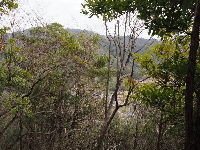 鞍掛山登山_c0116915_00011887.jpg