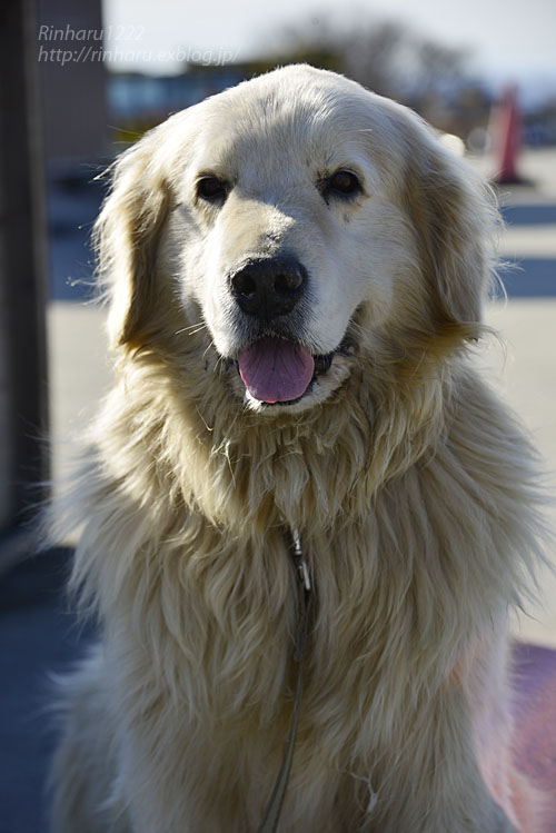 2019.1.13 岩手サファリパーク☆ゴールデンレトリバーのラッキー【Golden Retriever】_f0250322_1531757.jpg