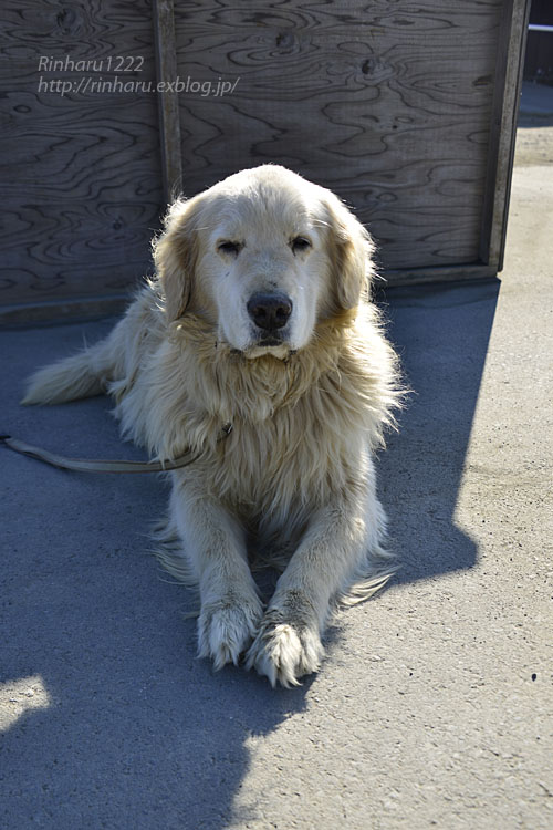 2019.1.13 岩手サファリパーク☆ゴールデンレトリバーのラッキー【Golden Retriever】_f0250322_1533089.jpg