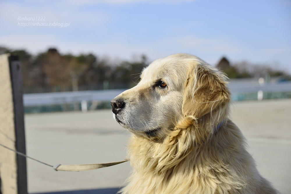 2019.1.13 岩手サファリパーク☆ゴールデンレトリバーのラッキー【Golden Retriever】_f0250322_1541930.jpg