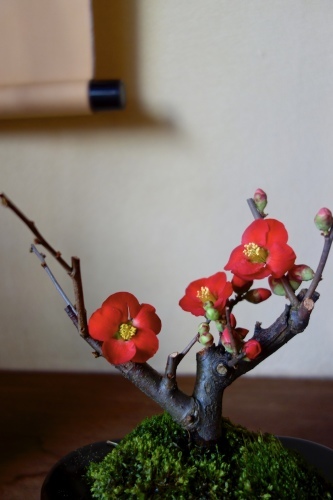 冬を楽しむ ー 木瓜のミニ盆栽_a0197730_21585683.jpeg