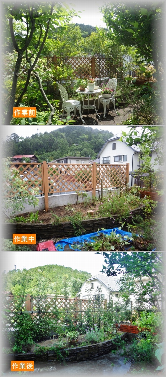シロバナトキワマンサク 京都市庭木剪定 庭 佳niwaka 庭木1本からの植木屋