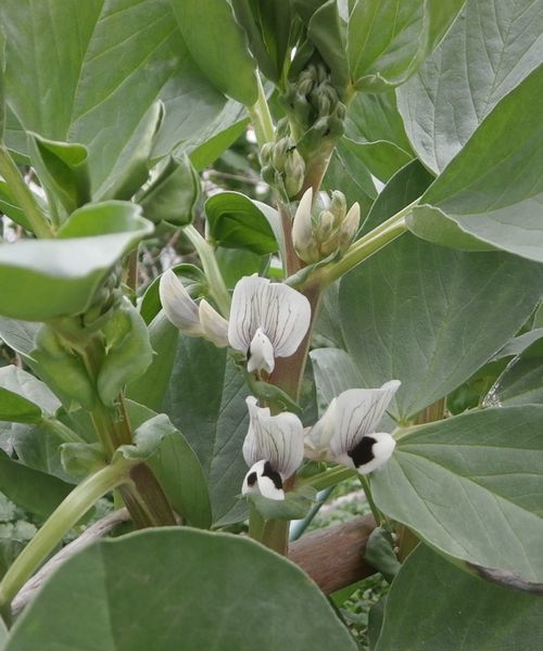 満開の極早生エンドウ ソラマメの花も ブルーベリーの育て方 栽培 ブルーベリー ノート Blueberrynote 満開の極早生エンドウ ソラマメの花も ブルーベリーの育て方 栽培 ブルーベリー ノート Blueberrynote