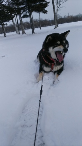 雪・・・降りました_b0343293_21515029.jpg