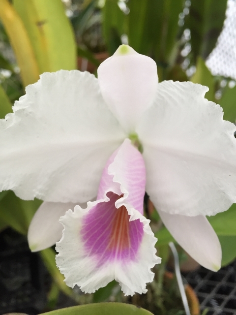 東京は雪が・・・!;C.quadricolor_d0007501_10264171.jpg