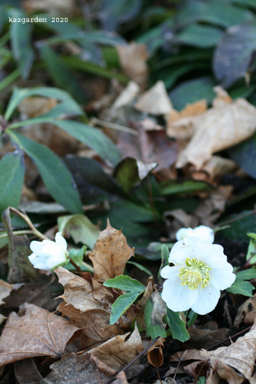 A Happy New Year 2020_b0081419_06172707.jpg