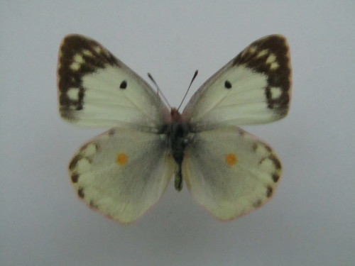 これも低温期の変顔個体? モンキチョウ♂♀ 後翅白紋型・黄紋型