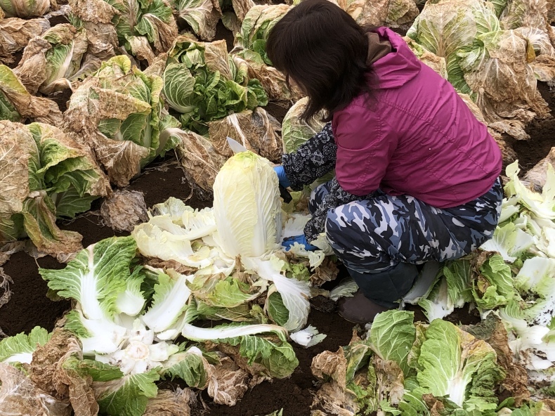 大洗まいわい市場　今年もあんこう鍋用　白菜を収穫してきました！　店頭でも白菜販売しております♪_a0283448_13591105.jpeg