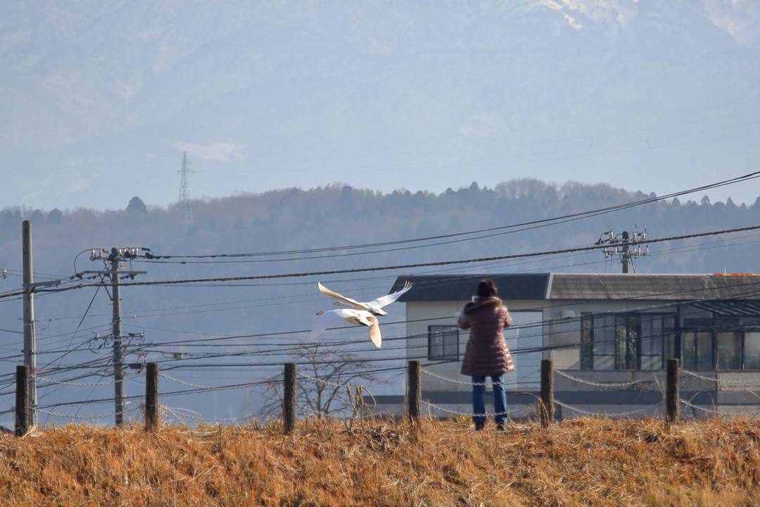 オオハクチョウ1/22その4_e0403850_13365151.jpg