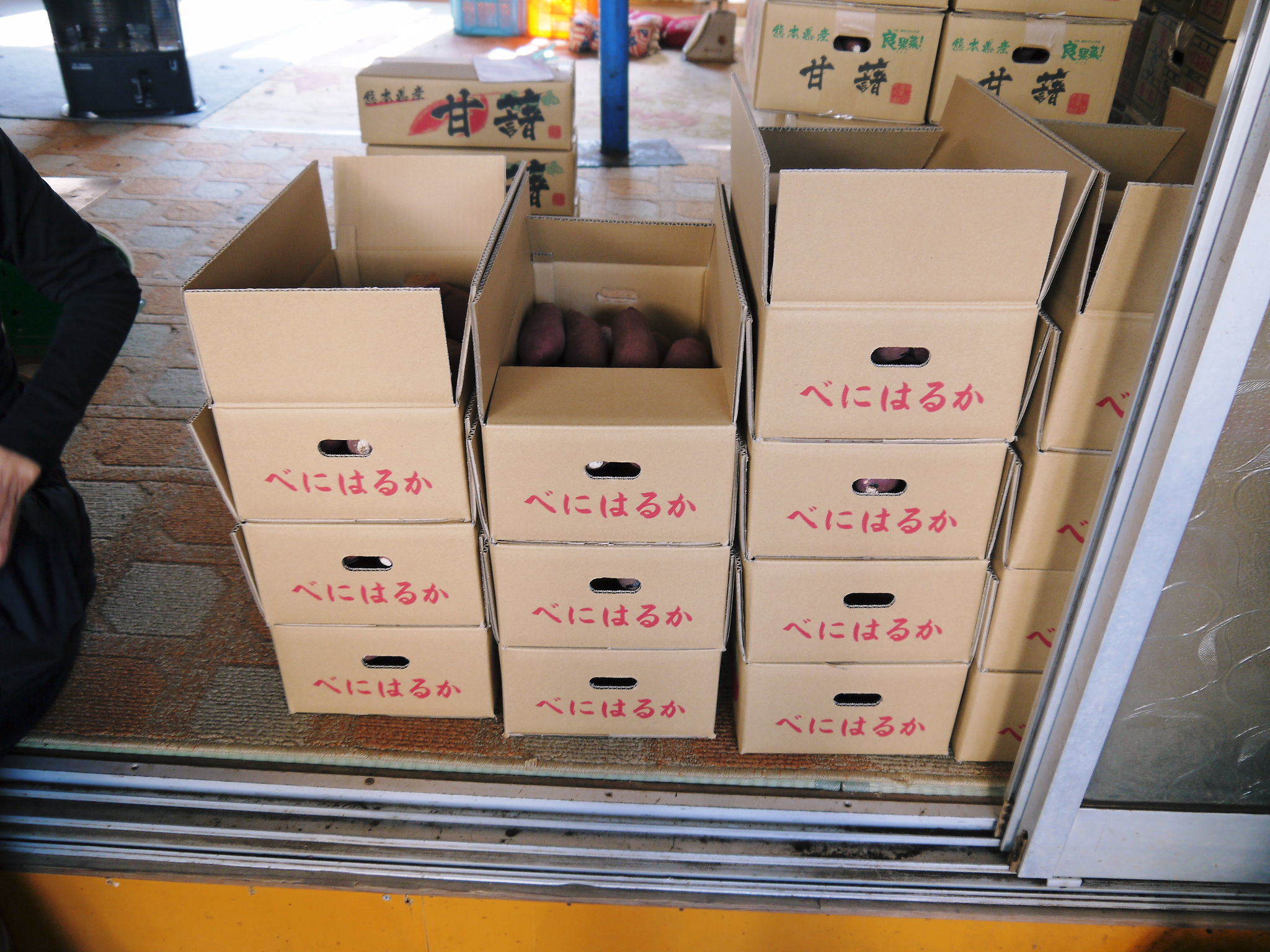 熊本産大津甘藷『からいも(サツマイモ)』の販売に向け、生産農家を現地取材(前編)_a0254656_17402695.jpg