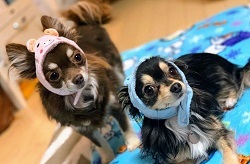 チワワーズ トライアルの思い出 ミアちゃん(メイ)編_b0213357_10521713.jpg