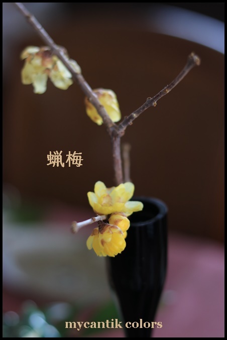 節分のおもてなしのお花には雪中四花 Mycantik Colors マイキャンティック カラーズ 節分のおもてなしのお花には雪中四花 Mycantik Colors マイキャンティック カラーズ