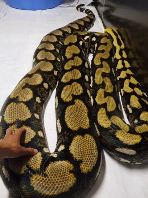大食漢の美しきアミメニシキヘビ ワニガメ生態研究所 大食漢の美しきアミメニシキヘビ ワニガメ生態研究所
