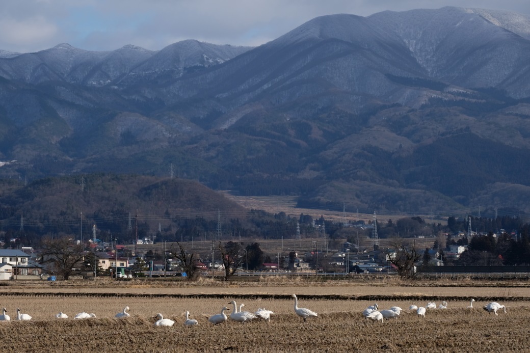 白鳥の楽園　会津湯川村　２０２０・０１・２５_e0143883_05241951.jpg