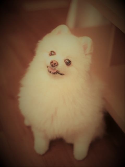 ハッピーの災難_d0360206_00305508.jpg