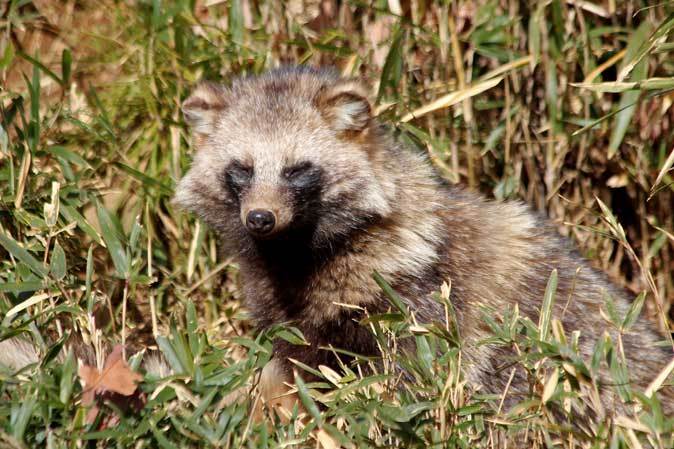 冬のタヌキたちとニホンイヌワシの飛行 多摩動物公園 February 19 続々 動物園ありマス