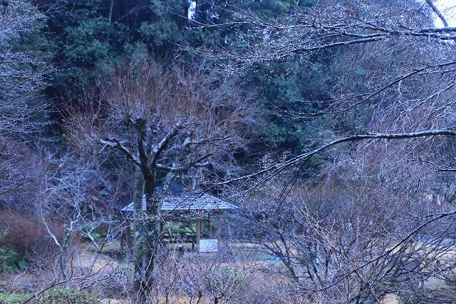 外国人、茶道・箏、尺八を鑑賞_e0321325_12051267.jpg