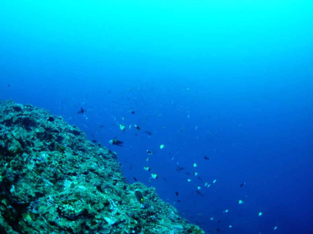 Run & Dive !!_a0189838_11131649.jpg