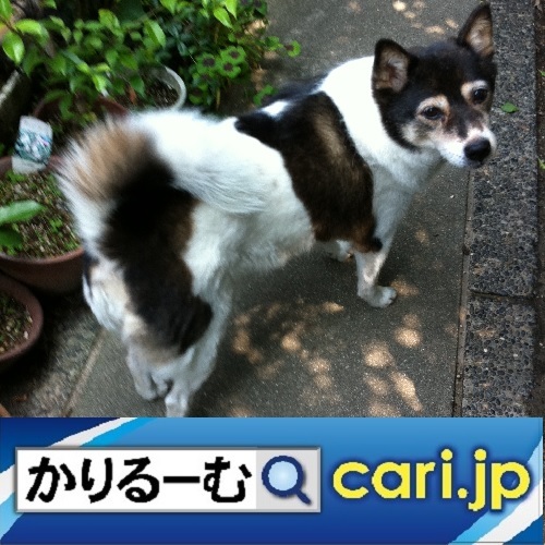 究極の薄利多売ビジネス 百円ショップ cari.jp_a0392441_19392737.jpg