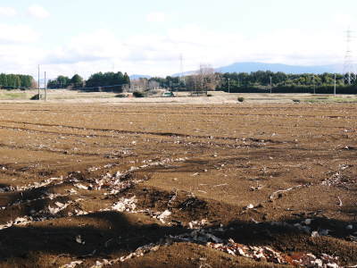熊本産大津甘藷『からいも(サツマイモ)』の販売に向け、生産農家を現地取材(後編)_a0254656_18174123.jpg