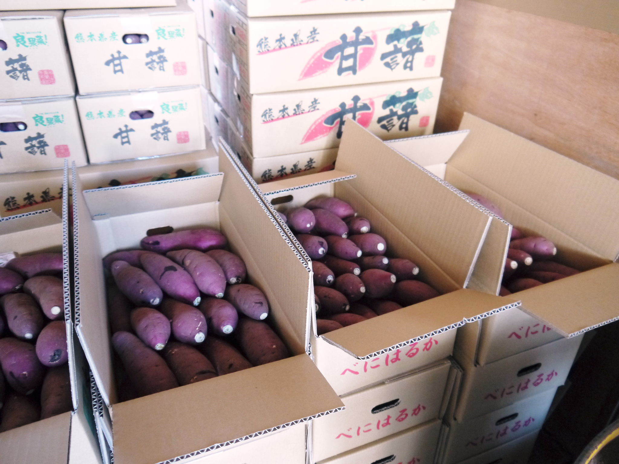 熊本産大津甘藷『からいも(サツマイモ)』の販売に向け、生産農家を現地取材(後編)_a0254656_18465086.jpg