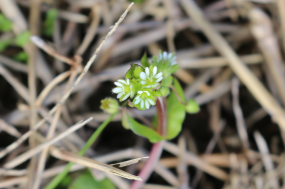 繁縷 ハコベ ひげ爺の花便り 繁縷 ハコベ ひげ爺の花便り