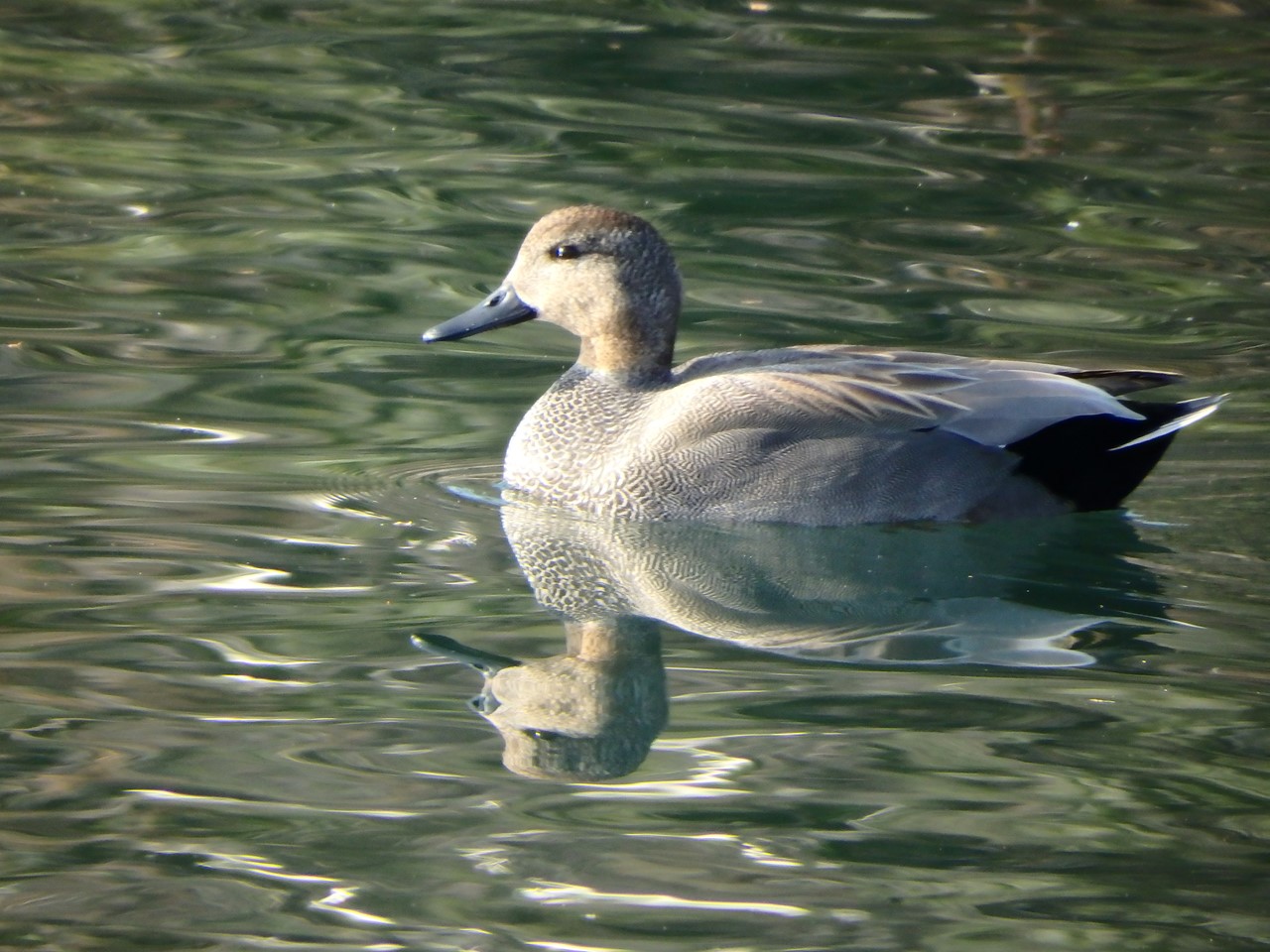 丘葦鴨 オカヨシガモ と小鴨 コガモ と植物達 自然風の自然風だより