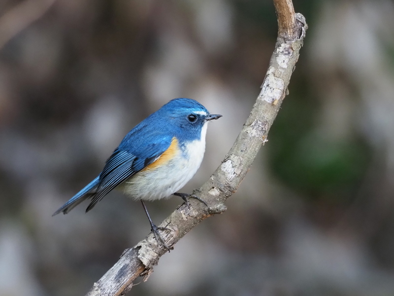 青い鳥ルリビタキをもう一度 コーヒー党の野鳥と自然パート3 青い鳥ルリビタキをもう一度 コーヒー党の野鳥と自然パート3
