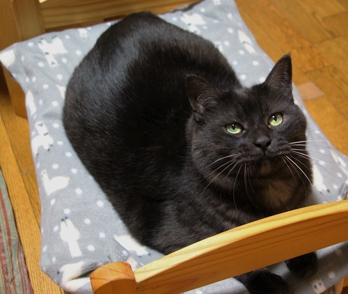 イケメン猫のゆるい日常 NOW_a0333195_22242374.jpg