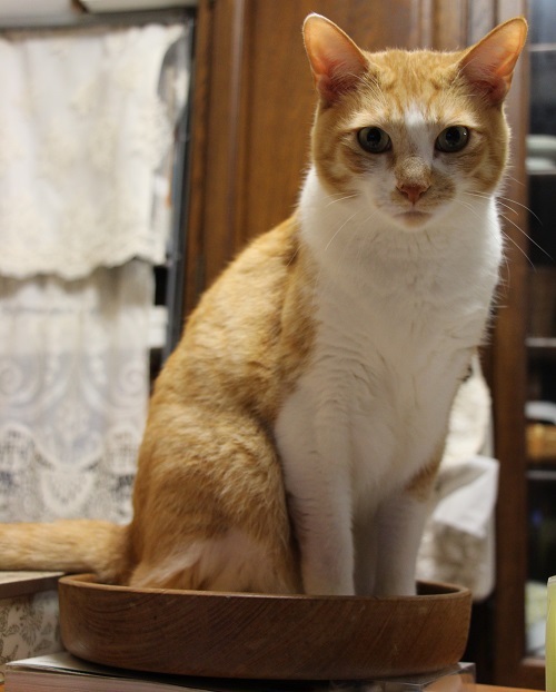 イケメン猫のゆるい日常 NOW_a0333195_22312785.jpg