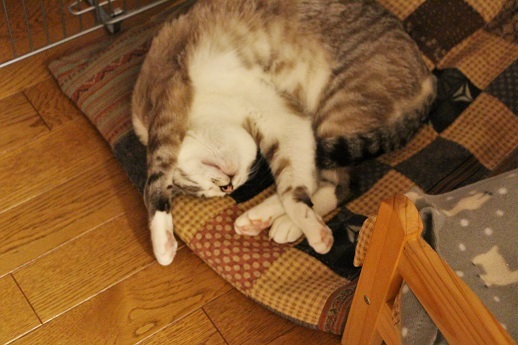 イケメン猫のゆるい日常 NOW_a0333195_22313186.jpg