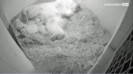 アメリカ・コロンバス動物園で誕生の赤ちゃんの性別は「雄(オス)」との見解を同園が示す_a0151913_22521587.jpg