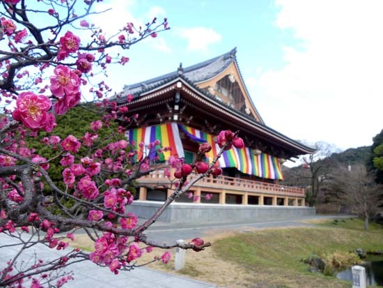 梅の開花が早い　智積院_e0048413_20373520.jpg