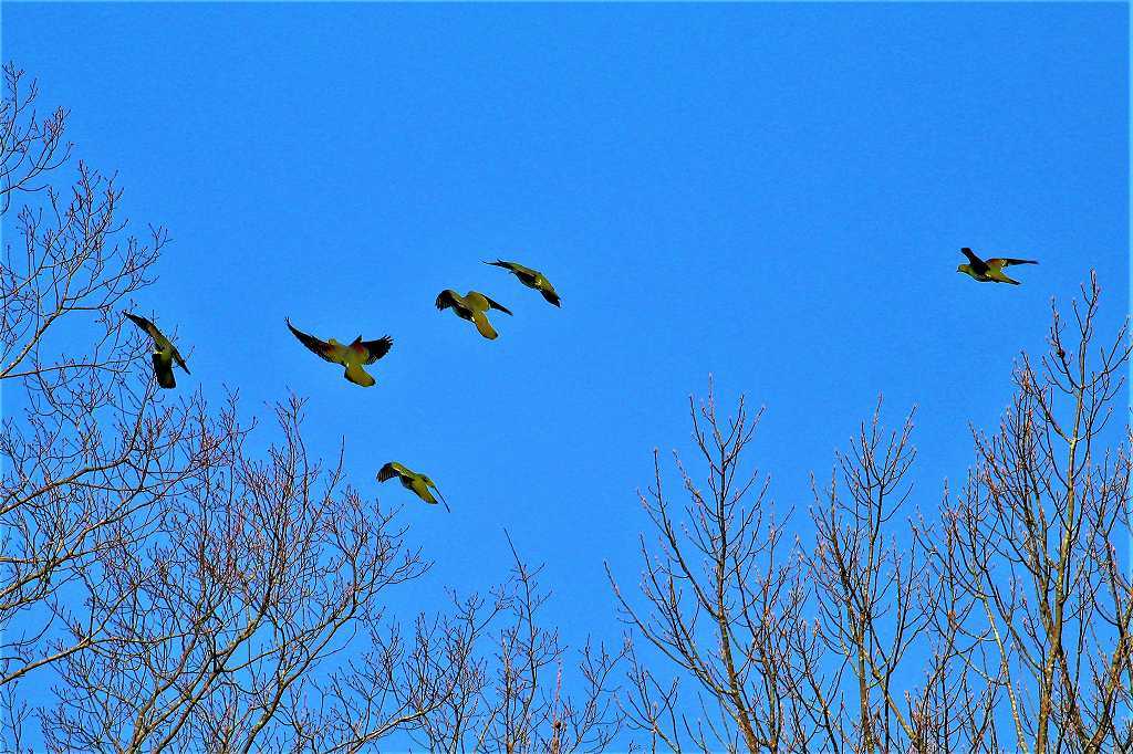 日本の緑色の鳩 なんでもブログ2 日本の緑色の鳩 なんでもブログ2