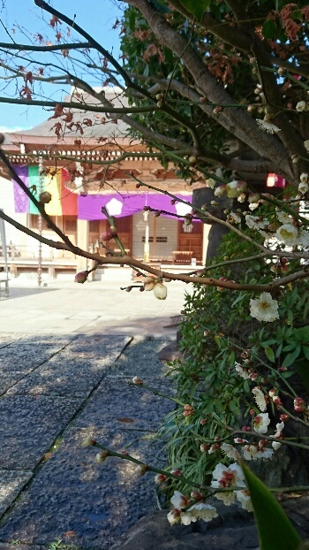 東覚寺さん 梅が咲きました_d0256145_19451591.jpg