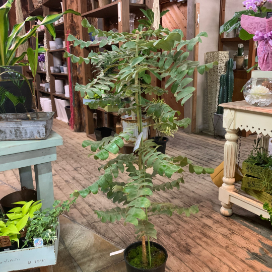 オージープランツ、入荷しました！！ : ブレスガーデン Breath Garden