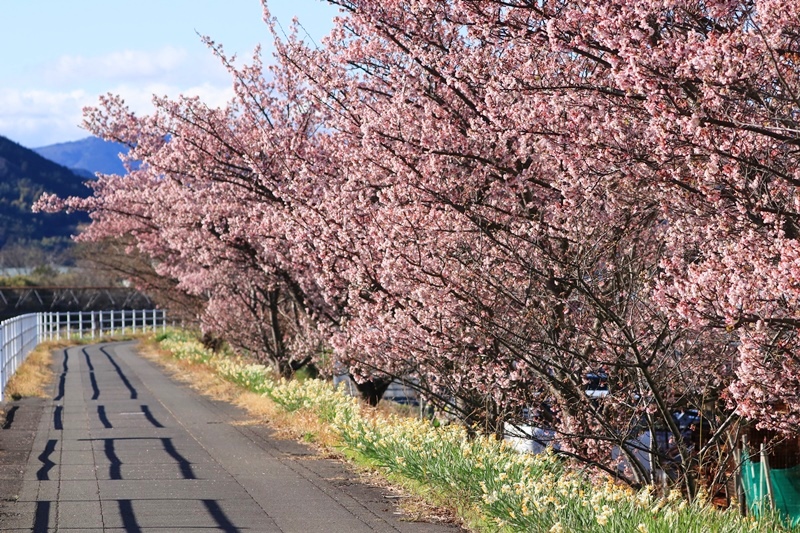 早咲きの寒桜が満開に～･2♪_a0167759_17232339.jpg