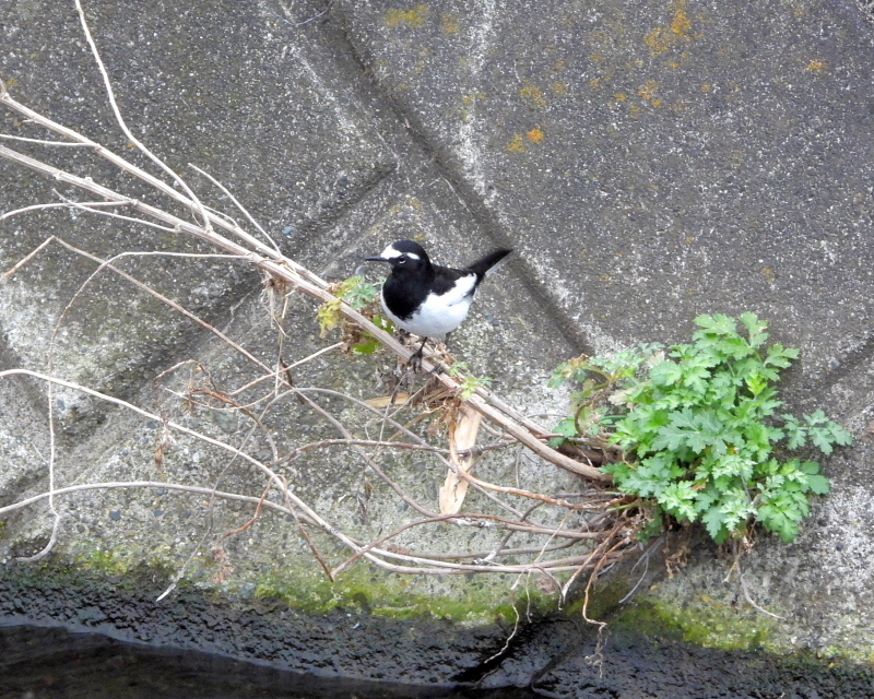 雨が降る前に 三ツ寺公園で鳥撮り_c0305565_17410795.jpg