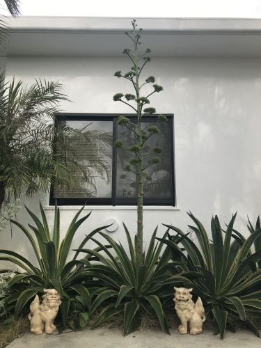 Agave._c0153966_20354858.jpeg