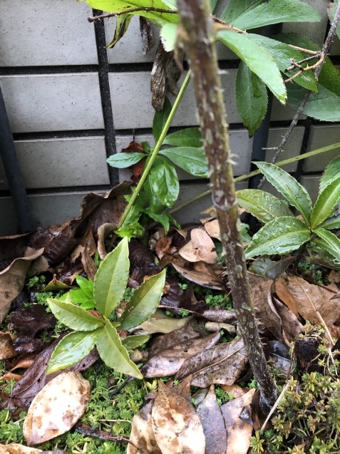 平和と健康と_a0394574_22081798.jpeg
