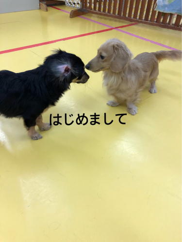保育園ブログ_f0357682_00431223.jpg