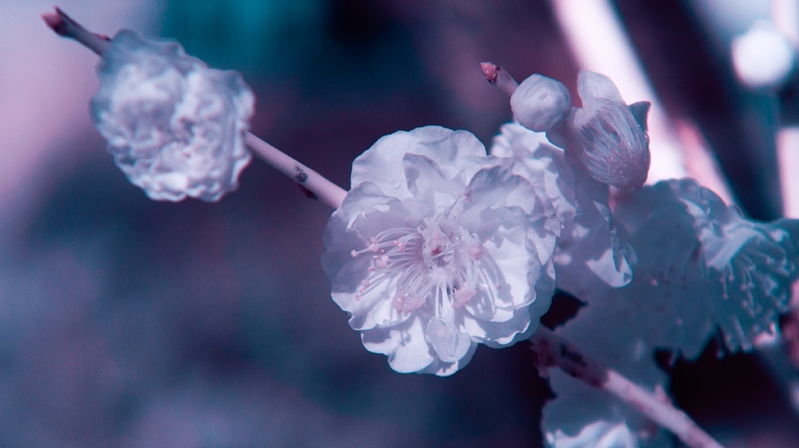 白い紅梅が咲く摂氏17度の公園にて_d0353489_17104878.jpg