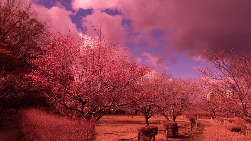 白い紅梅が咲く摂氏17度の公園にて_d0353489_17111007.jpg