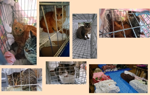 2019年 TNR年間活動実績_a0304512_11085369.jpg