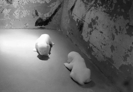 デンマーク・オールボー動物園の二頭の赤ちゃんが生後45日を無事通過 ~ ヌカとキラクは2月末にベルギーへ_a0151913_1163573.jpg